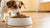 Can I Give My Dog Dry Cat Food? Understanding the Risks and Nutritional Differences
