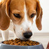 Can I Give My Dog Just Wet Food? A Comprehensive Guide to Feeding Your Canine Companion