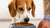 Can I Give My Dog Just Wet Food? A Comprehensive Guide to Feeding Your Canine Companion