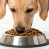 Can I Give My Dog Kibble If He Has Diarrhea? Understanding Dog Nutrition During Digestive Upsets