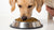 Can I Give My Dog Kibble If He Has Diarrhea? Understanding Dog Nutrition During Digestive Upsets