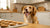 Can I Give My Dog Peanut Butter Cookies? Exploring Safety, Recipes, and More!