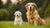 Can I Give My Dog Puppy Food? Understanding the Nutritional Needs of Dogs at Different Life Stages