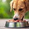 Can I Give My Dog Raw Food? A Comprehensive Guide to Raw Diets for Dogs