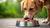 Can I Give My Dog Raw Food? A Comprehensive Guide to Raw Diets for Dogs