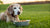 Can I Give My Dog Senior Food? A Comprehensive Guide to Feeding Aging Canines-141045367023