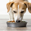 Can I Give My Dog Wet Food Every Day? Understanding the Benefits and Considerations