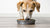 Can I Give My Dog Wet Food Every Day? Understanding the Benefits and Considerations
