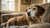 Can I Give My Old Dog Puppy Food? Understanding Nutritional Needs Across Life Stages