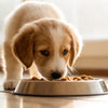 Can I Give My Puppy Adult Dog Food? Understanding Puppy Nutrition
