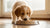 Can I Give My Puppy Adult Dog Food? Understanding Puppy Nutrition