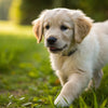 Can I Give My Puppy Dog Food? Understanding Nutritional Needs for Healthy Growth