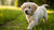 Can I Give My Puppy Dog Food? Understanding Nutritional Needs for Healthy Growth