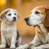 Can I Give My Puppy Senior Dog Food? Understanding Your Pup’s Nutritional Needs