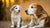Can I Give My Puppy Senior Dog Food? Understanding Your Pup’s Nutritional Needs