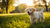 Can I Give My Puppy Wet Dog Food? A Comprehensive Guide for New Pet Parents