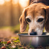 Can I Give My Senior Dog Puppy Food? Understanding Nutritional Needs Across Life Stages