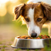 Can I Give Puppy Food to Adult Dog? Understanding Canine Nutritional Needs