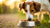 Can I Give Puppy Food to Adult Dog? Understanding Canine Nutritional Needs