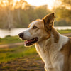 Can I Give Puppy Food to an Adult Dog? Understanding the Nutritional Nuances
