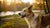 Can I Give Puppy Food to an Adult Dog? Understanding the Nutritional Nuances