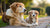 Can I Give Puppy Food to My Senior Dog? Understanding the Nutritional Needs of Dogs at Different Life Stages