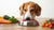 Can I Give Raw Food to My Dog? Understanding the Pros and Cons of Raw Diets