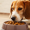 Can I Just Feed My Dog Dry Food? Exploring the Nutritional Landscape for Our Furry Friends