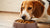 Can I Just Feed My Dog Dry Food? Exploring the Nutritional Landscape for Our Furry Friends
