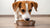 Can I Just Feed My Dog Wet Food? Exploring the Benefits and Considerations