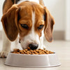 Can I Keep My Dog on Puppy Food? Understanding Your Dog's Nutritional Needs