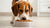 Can I Keep My Dog on Puppy Food? Understanding Your Dog's Nutritional Needs
