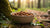 Can I Leave Wet Dog Food Out Overnight? Essential Guide for Pet Owners