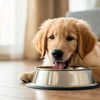 Can I Mix Dry Dog Food with Raw Meat? A Comprehensive Guide for Pet Owners
