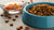 Can I Mix Water with Dry Dog Food? Exploring the Benefits and Best Practices