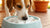 Can I Put Ice in My Dog's Water Bowl? Exploring the Safety and Benefits for Your Furry Friend-140793118959