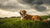 Can I Switch My Dog from Raw to Kibble? A Comprehensive Guide for Pet Owners