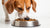 Can Kibble Give Dogs Diarrhea? Understanding the Link Between Dog Food and Digestive Upsets