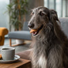 Can Kibble Go Bad in Heat? Understanding the Impact of Temperature on Dog Food
