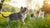 Can Kittens Eat Dry Dog Food? Understanding Feline Nutrition