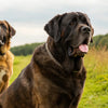 Can Large Breed Dogs Eat Small Breed Food?