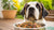 Can Large Dogs Eat Small Breed Dog Food? Understanding Your Dog’s Dietary Needs