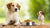 Can Large Dogs Eat Small Breed Food? Understanding Canine Nutrition