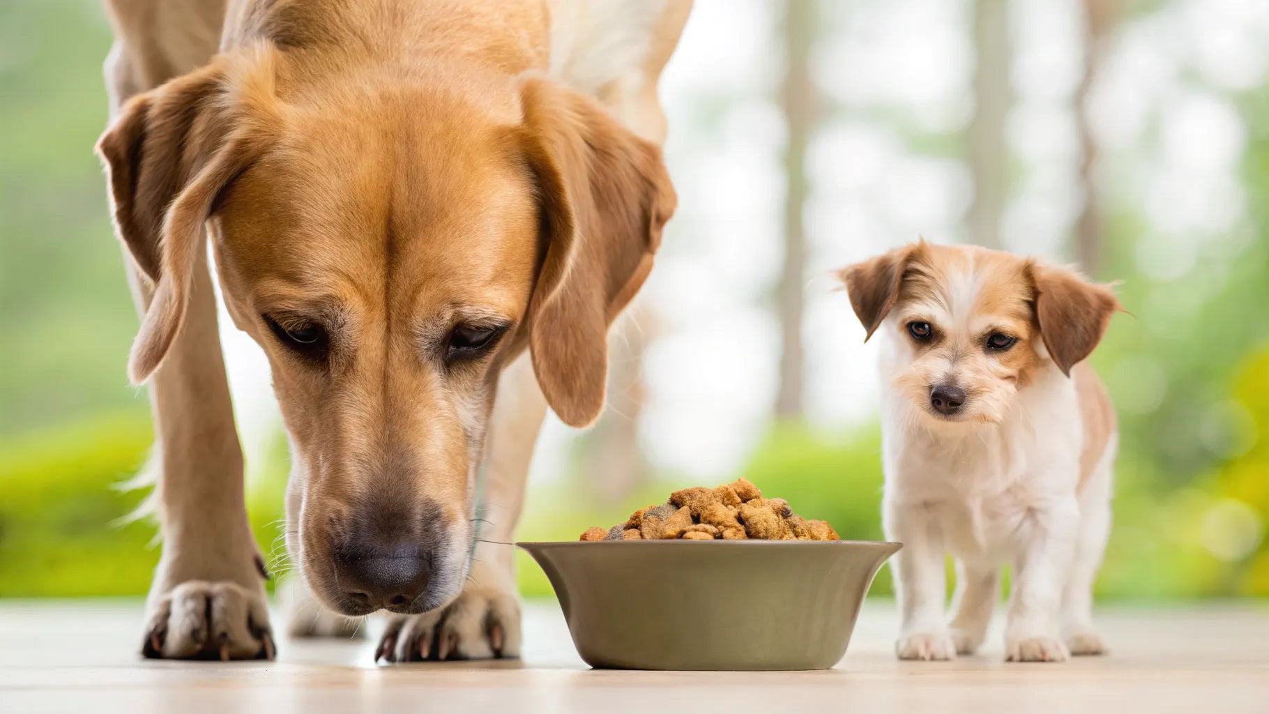 best dog food for senior dogs
