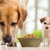 Can Large Dogs Eat Small Dog Food?