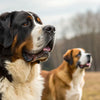 Can Large Dogs Eat Small Kibble? Understanding the Nutritional Needs of Your Pooch