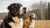 Can Large Dogs Eat Small Kibble? Understanding the Nutritional Needs of Your Pooch