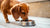 Can Little Dogs Eat Big Dog Food? Understanding the Necessities of Your Pet’s Diet-140139430127