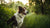 Can Lyme Disease Cause Weight Loss in Dogs? Understanding the Connection