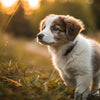 Can My 4 Month Old Puppy Eat Adult Dog Food? Understanding Your Puppy’s Nutritional Needs